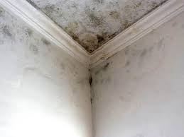 Asbestos and Lead Testing During Mold Inspection in Grants Pass, OR